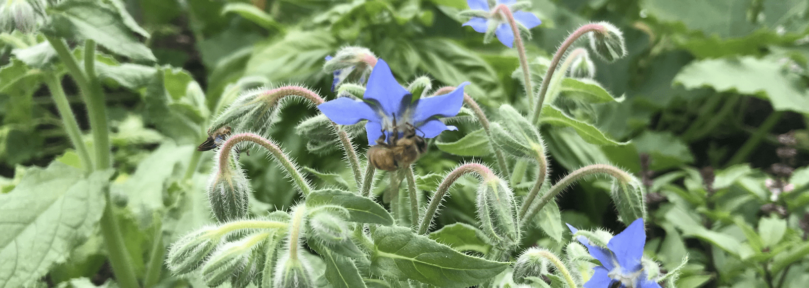 A header width image of a periwinkle flower, scaled down. The honeybee is barely visible.